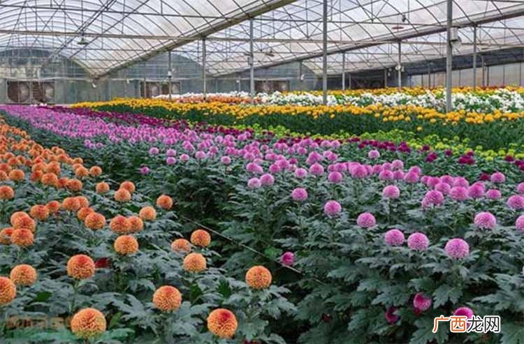 广州市花卉市场 广州花卉市场花卉价格行情