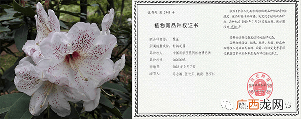 植物新品种侵权的认定 花卉品种权保护