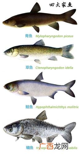 湖北水产养殖基地的联系电话 湖北水产批发养殖