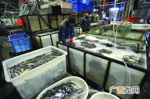 湖北水产养殖基地的联系电话 湖北水产批发养殖