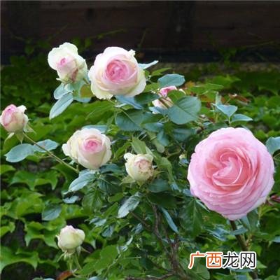 中年网名女 中年女人取什么网名好