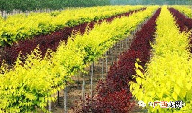 苗木交易平台排行榜 中国园林苗木网