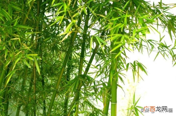 分享一组松竹梅兰经典诗句 兰的诗句