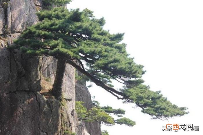 分享一组松竹梅兰经典诗句 兰的诗句