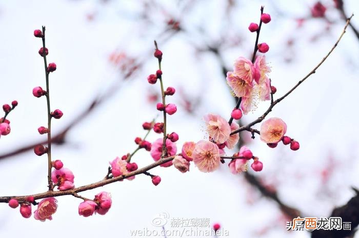分享一组松竹梅兰经典诗句 兰的诗句