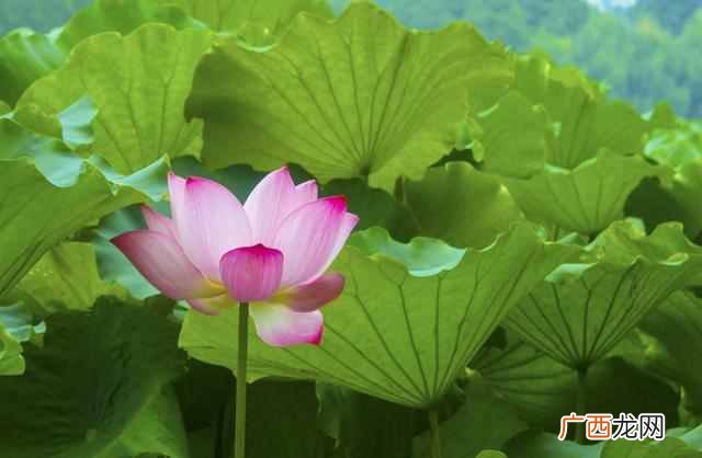 花中君子指的是什么花？出淤泥而不染的花中君