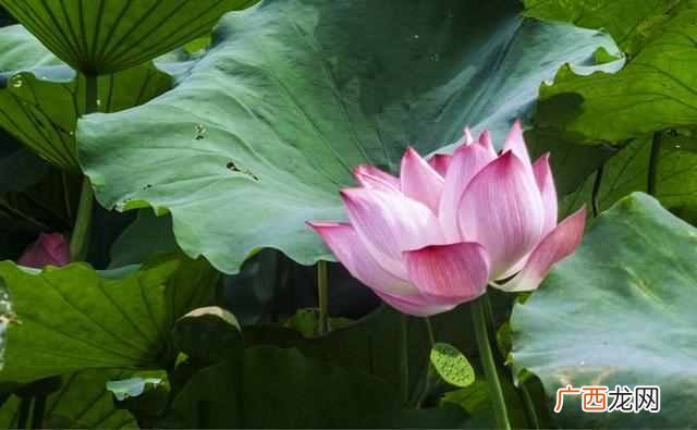 花中君子指的是什么花？出淤泥而不染的花中君