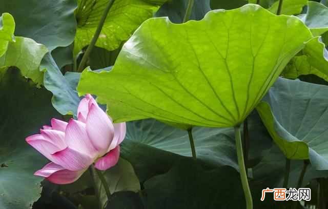 花中君子指的是什么花？出淤泥而不染的花中君
