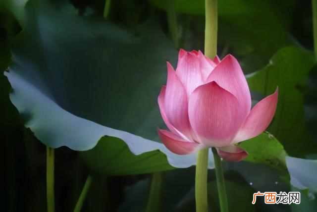 花中君子指的是什么花？出淤泥而不染的花中君