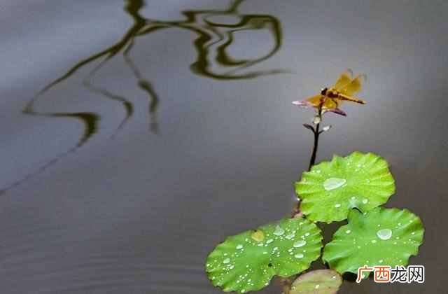 花中君子指的是什么花？出淤泥而不染的花中君