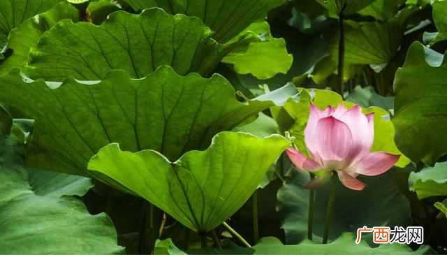 花中君子指的是什么花？出淤泥而不染的花中君