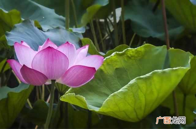 花中君子指的是什么花？出淤泥而不染的花中君