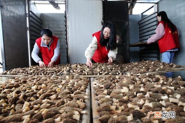 种植致富20个好项目 农村创业项目排行榜前十名