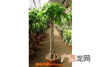 发财树的养殖方法和注意事项