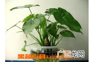 滴水观音的养殖方法