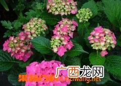 绣球花的养殖方法