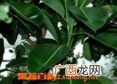 橡皮树的养殖方法和注意事项