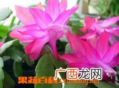 蟹爪兰的养殖方法和注意事项