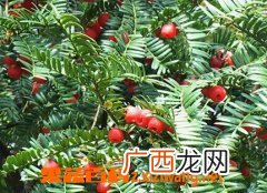 红豆杉的养殖方法和注意事项