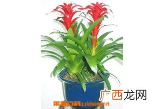 凤梨花的养殖方法
