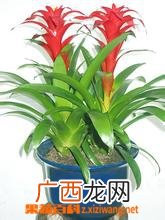 凤梨花的养殖方法