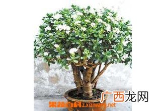 玉树的养殖方法和注意事项