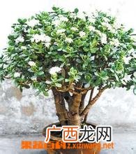 玉树的养殖方法和注意事项