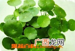铜钱草的养殖方法和注意事项