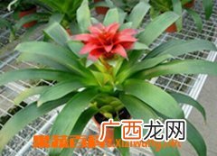 鸿运当头的养殖方法和注意事项