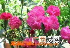 康乃馨的养殖方法