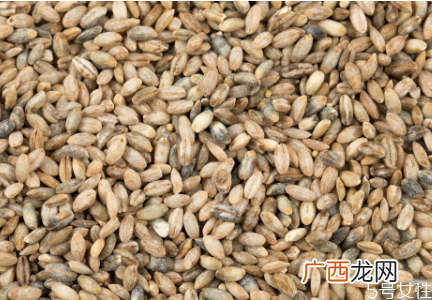 青稞米要泡多久才能煮饭青稞米怎么做好吃