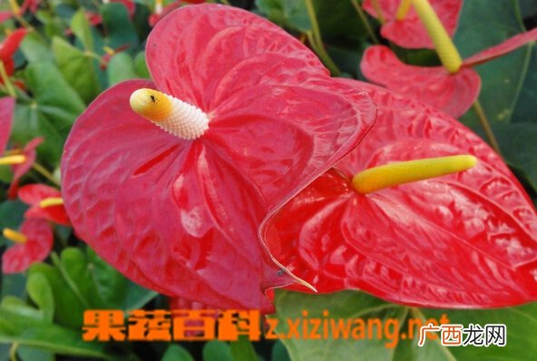 红掌的养殖方法和注意事项