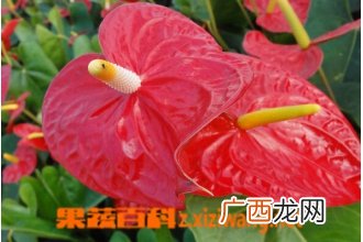 红掌的养殖方法和注意事项