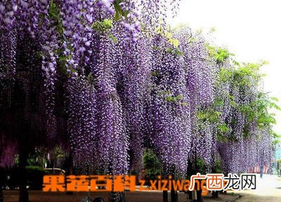 红花锦鸡儿的功效与作用