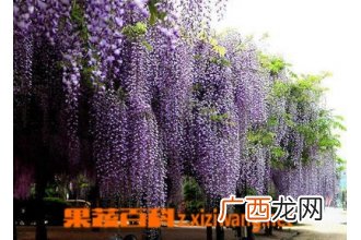 红花锦鸡儿的功效与作用