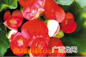 盆栽海棠花的种类图片