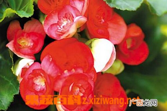 盆栽海棠花的种类图片