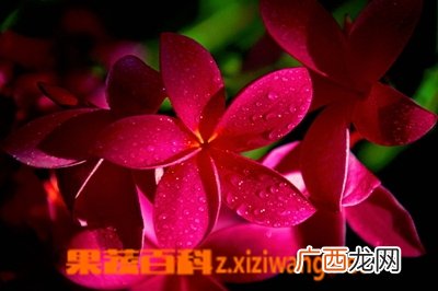 红鸡蛋花的功效与作用