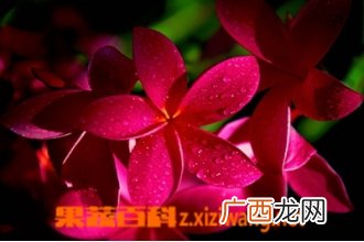 红鸡蛋花的功效与作用
