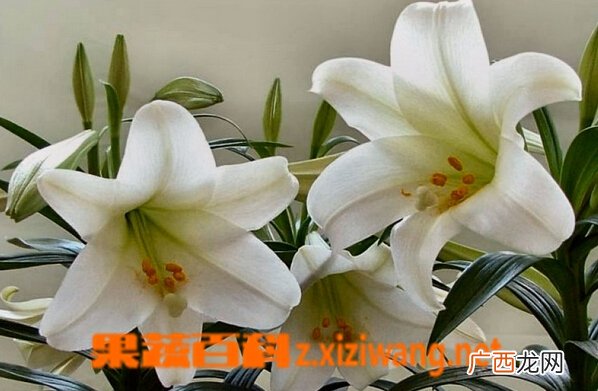 百合花种类及图片