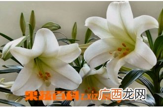 百合花种类及图片