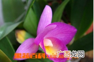 兰花种类名称及图片