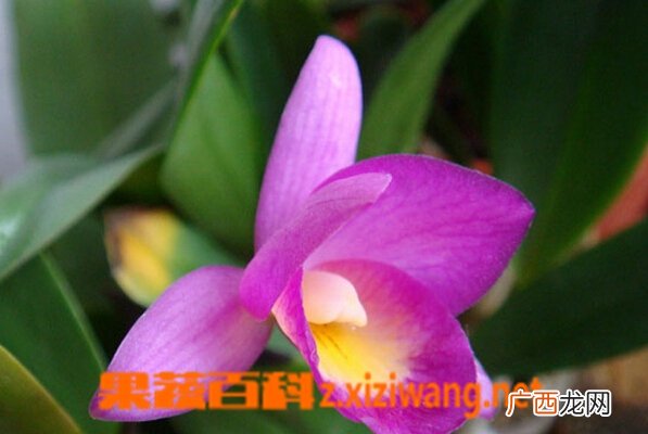 兰花种类名称及图片