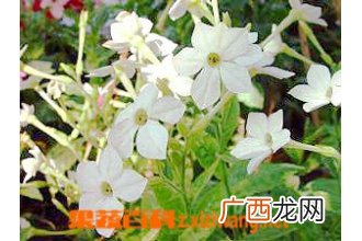 火焰兰的功效与作用