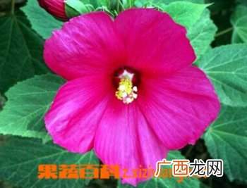 大花芙蓉葵的功效与培育