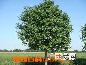 如何种植白蜡树苗 白蜡树种植方法技巧