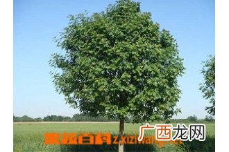 如何种植白蜡树苗 白蜡树种植方法技巧