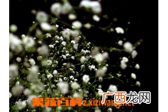 满天星怎么养 满天星的养殖方法