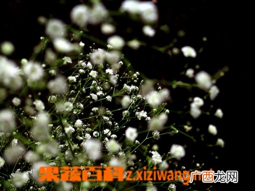 满天星怎么养 满天星的养殖方法
