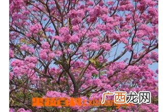红花风铃木简介 红花风铃木图片和种植方法